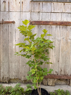 Guelder Rose