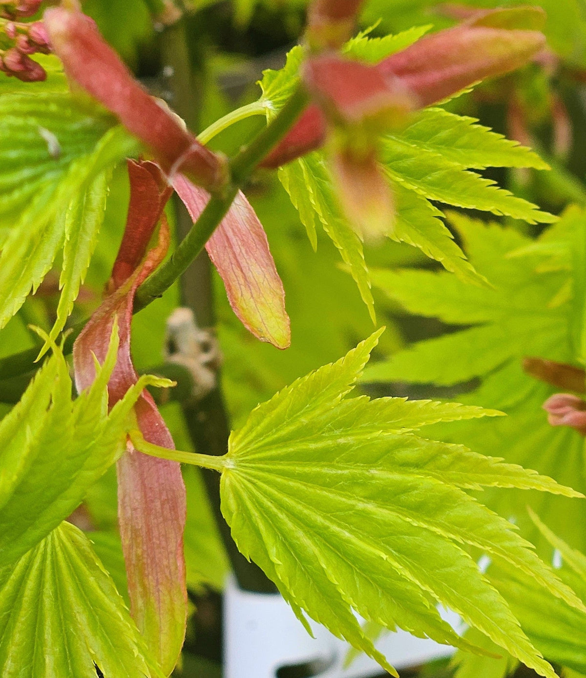 Coral Bark Japanese Maple