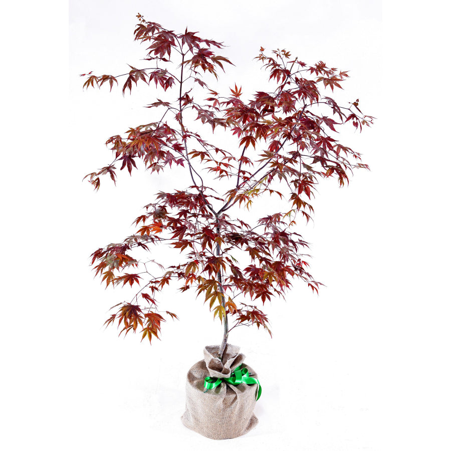 Purple Japanese Maple