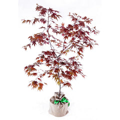 Purple Japanese Maple