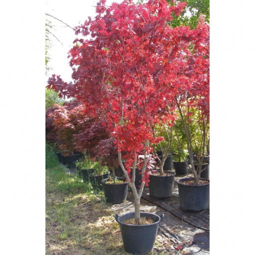 Purple Japanese Maple