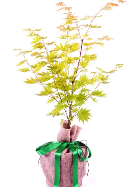 Jordan Japanese Maple Tree