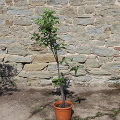 Sorbus Joseph Rock Tree