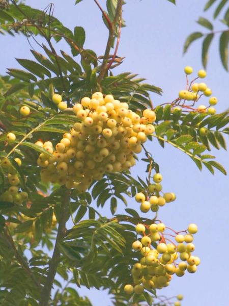 Sorbus Joseph Rock Tree