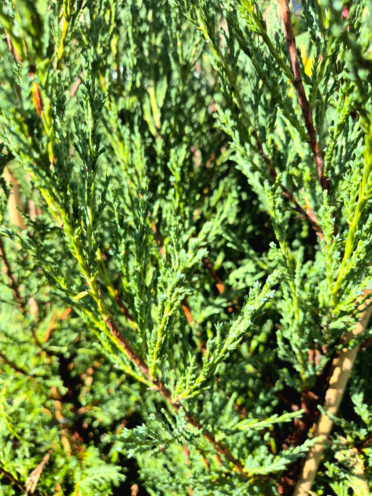 Juniper 'Blue Arrow'