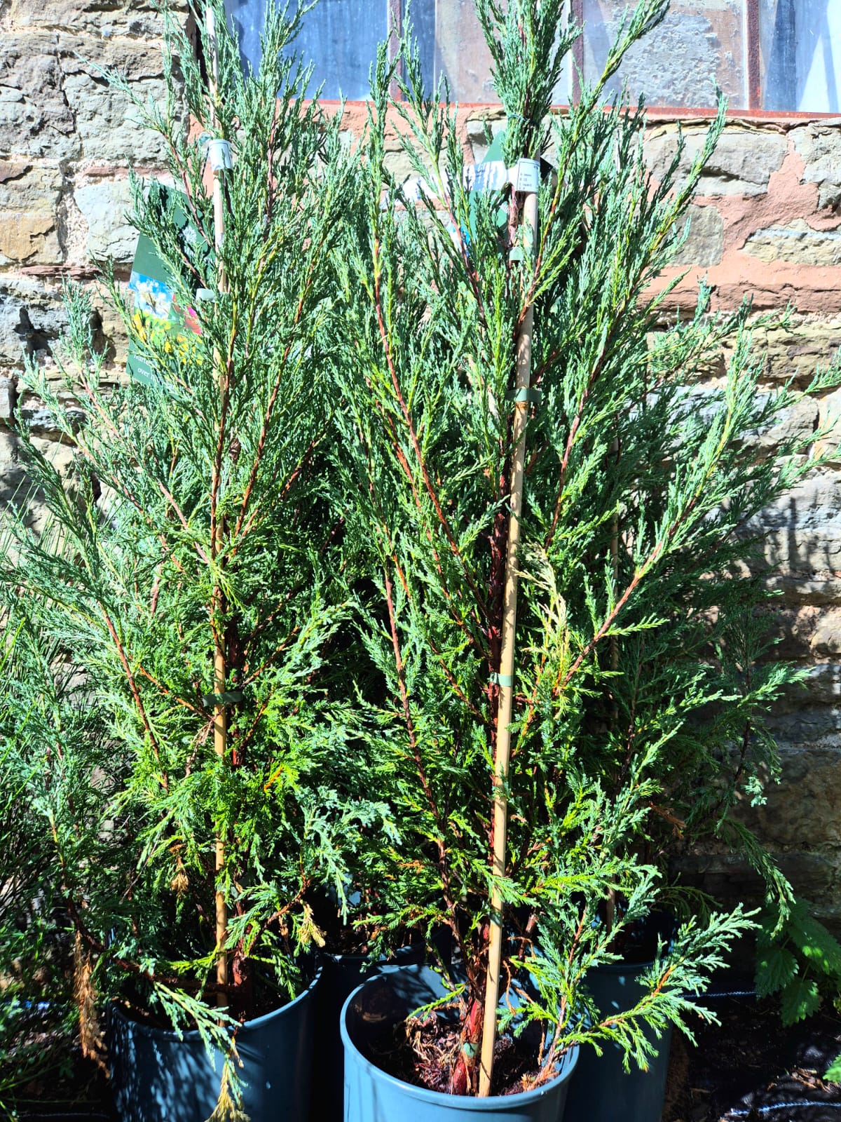 Juniper 'Blue Arrow'