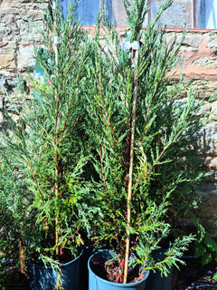 Juniper 'Blue Arrow'