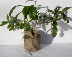 Citrus Kaffir Lime