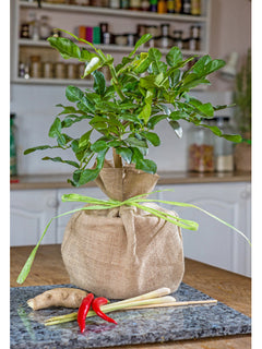 Citrus Kaffir Lime