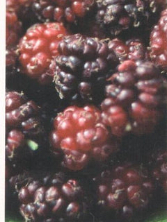 Mulberry Tree 'King James 1st'