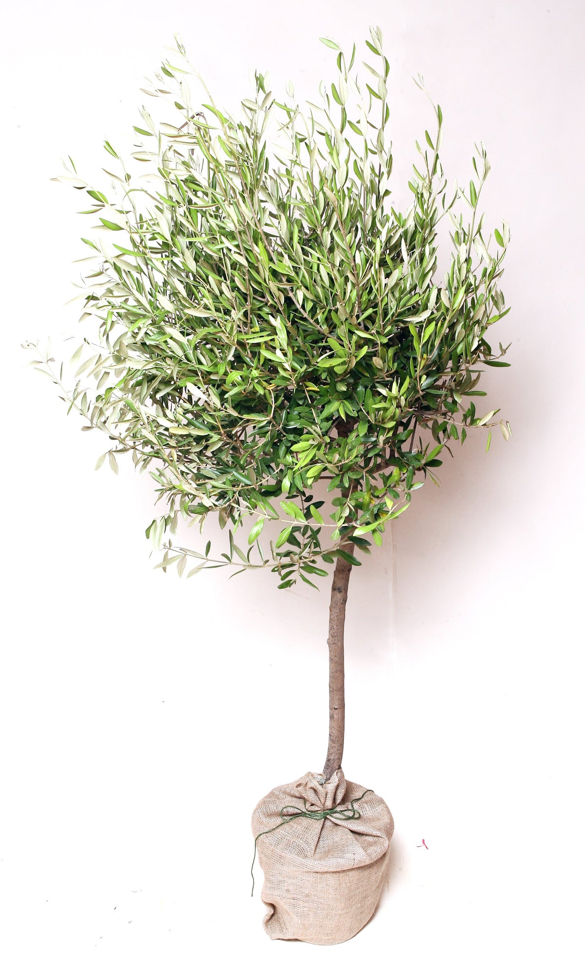 Olive Tree