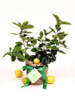 Citrus Lemon Tree