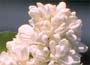 Lilac ~ Madame Lemoine