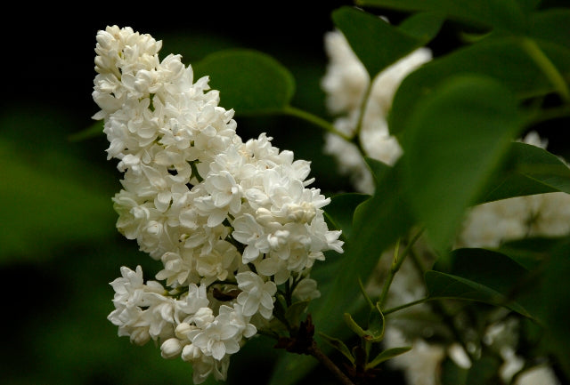 Lilac ~ Madame Lemoine