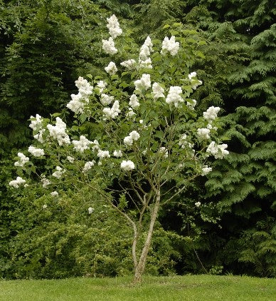 Lilac ~ Madame Lemoine