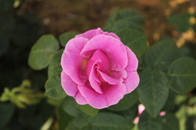 Rose Lucky