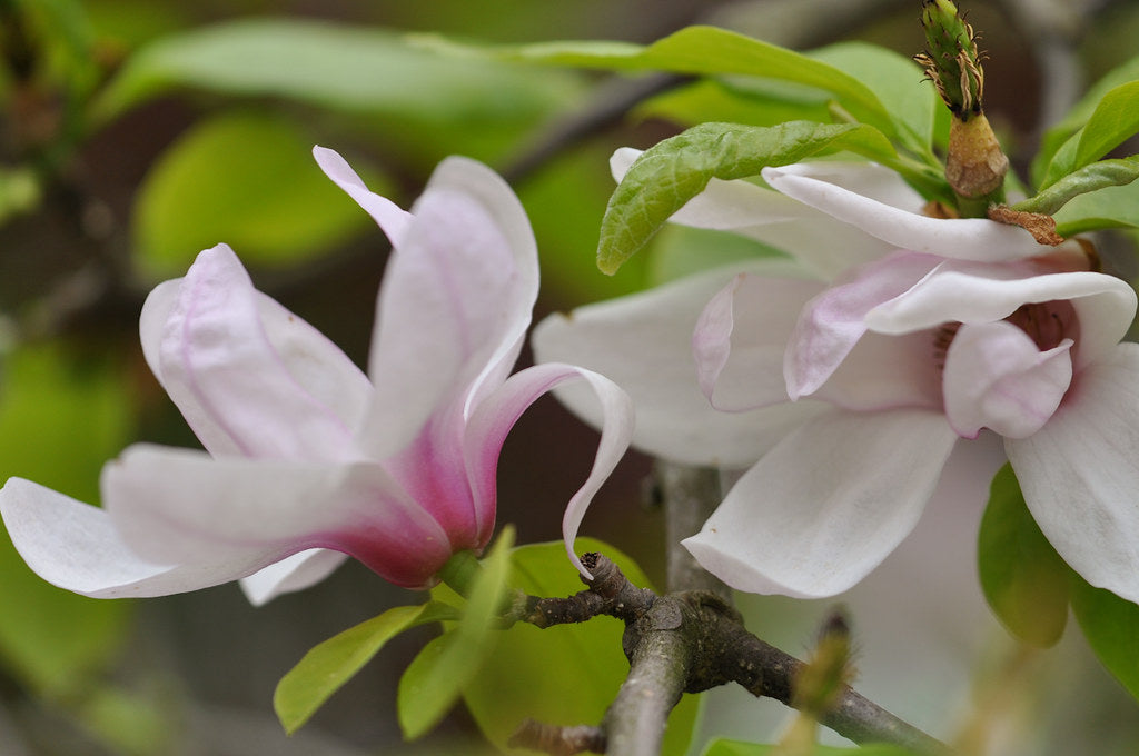 Magnolia Eskimo