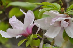 Magnolia Eskimo
