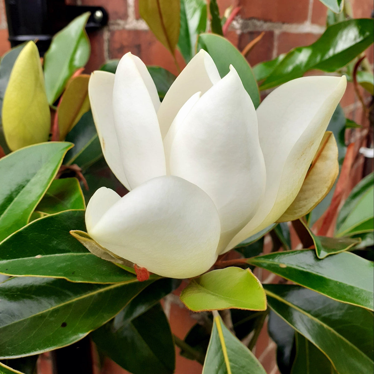 Magnolia Grandiflora 'Little Gems'