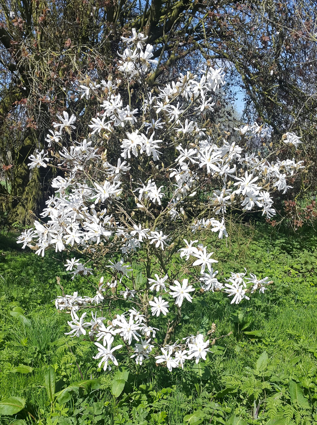 Magnolia Stellata