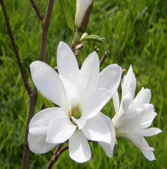 Magnolia Stellata