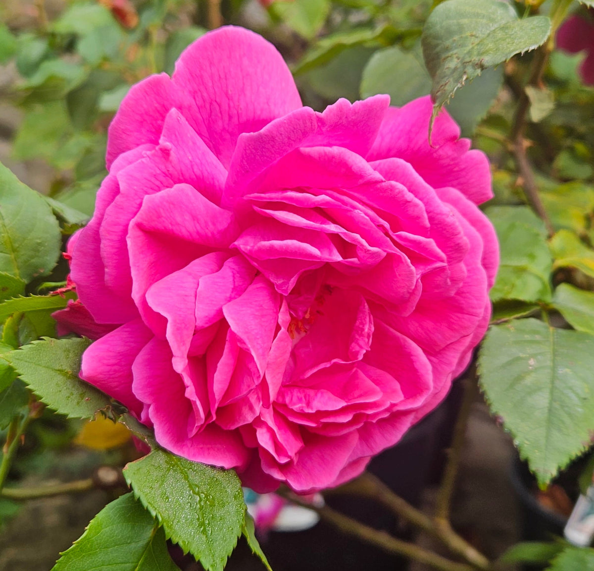 Rose Madame Isaac Pereire