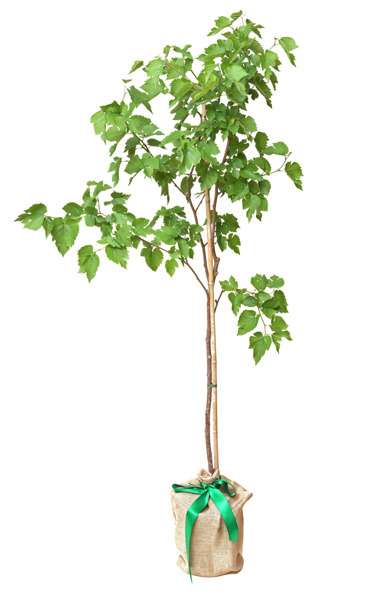 Mulberry Tree 'King James 1st'