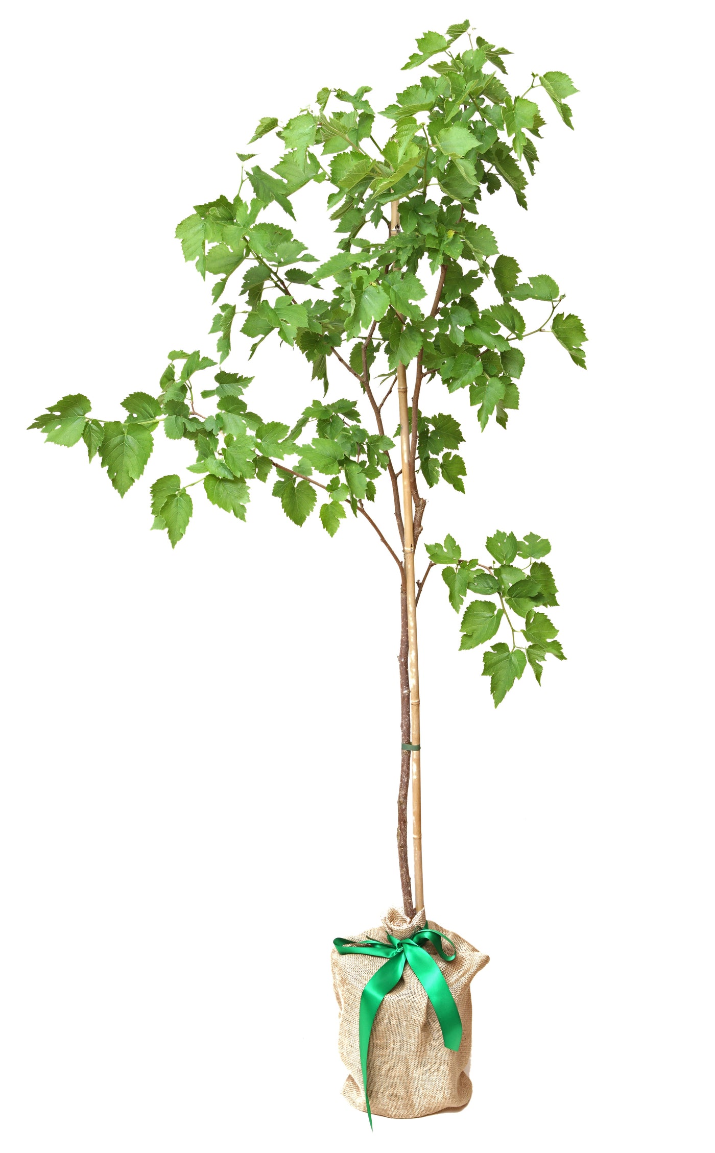 Mulberry Tree 'King James 1st'