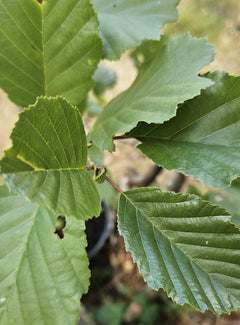 Native Alder