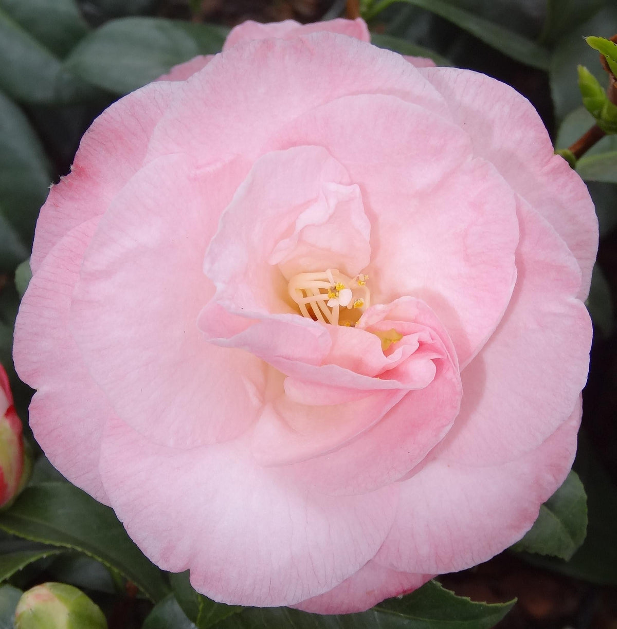 Camellia Nuccio’s Pearl