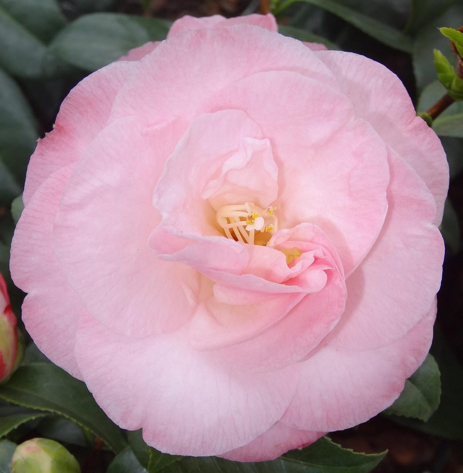 Camellia Nuccio’s Pearl