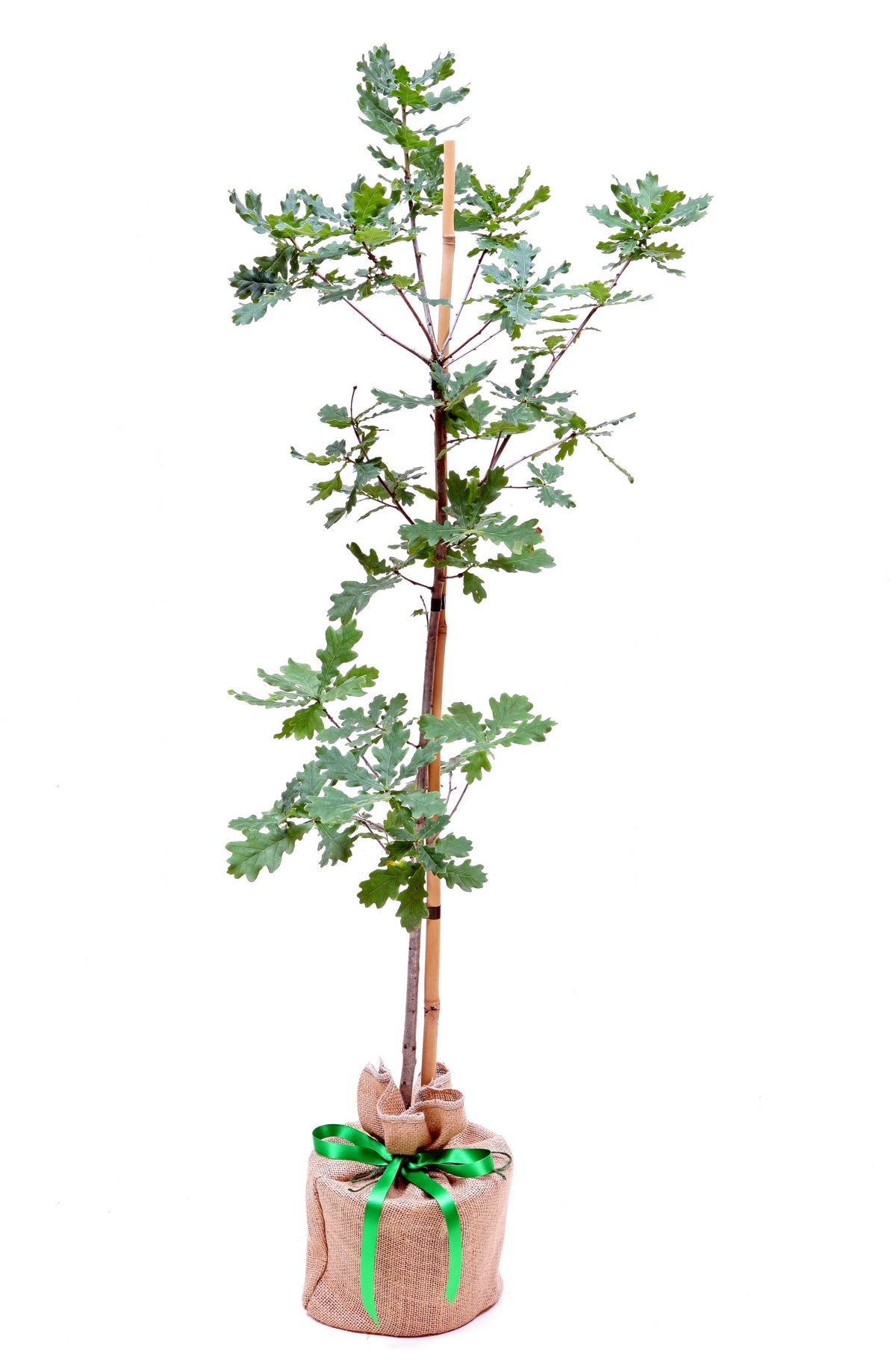 Oak Tree