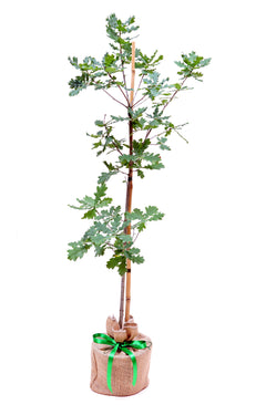 Oak Tree