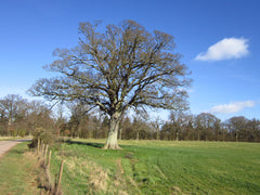 Oak Tree