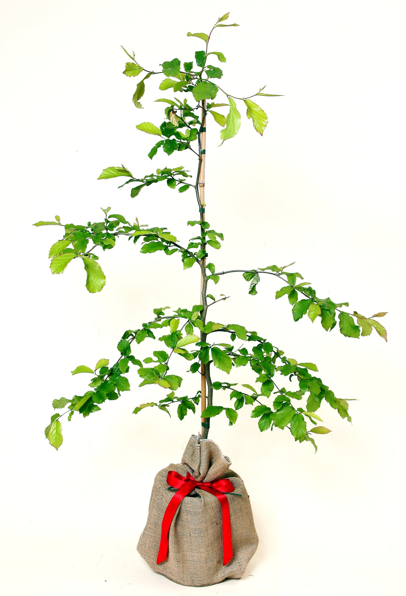 Parrotia Tree
