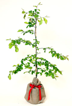Parrotia Tree