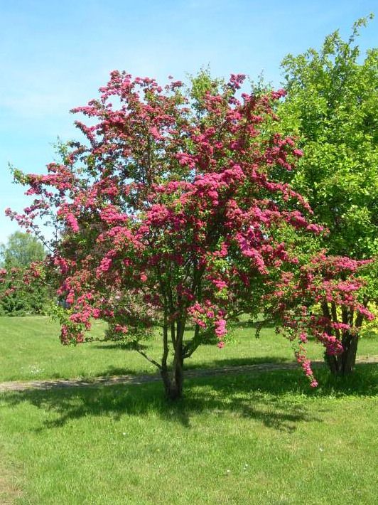 Hawthorn 'Paul Scarlet' Tree