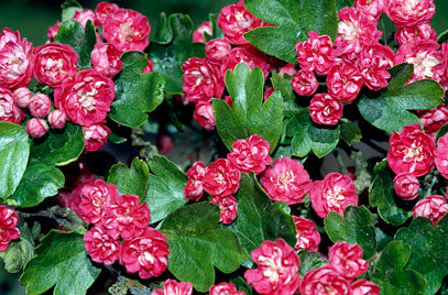 Hawthorn 'Paul Scarlet' Tree