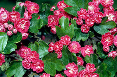 Hawthorn 'Paul Scarlet' Tree