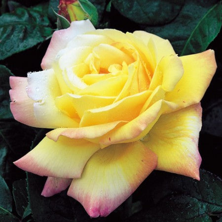 Rose Peace