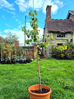 Pear ‘Conference’ Tree ~ Quince Eline Rootstock
