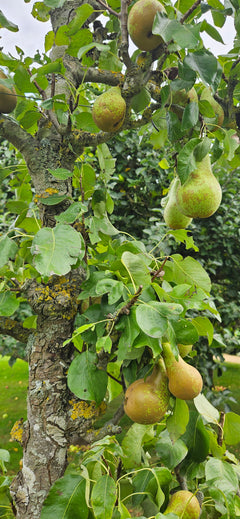 Pear ‘Conference’ Tree ~ Quince Eline Rootstock