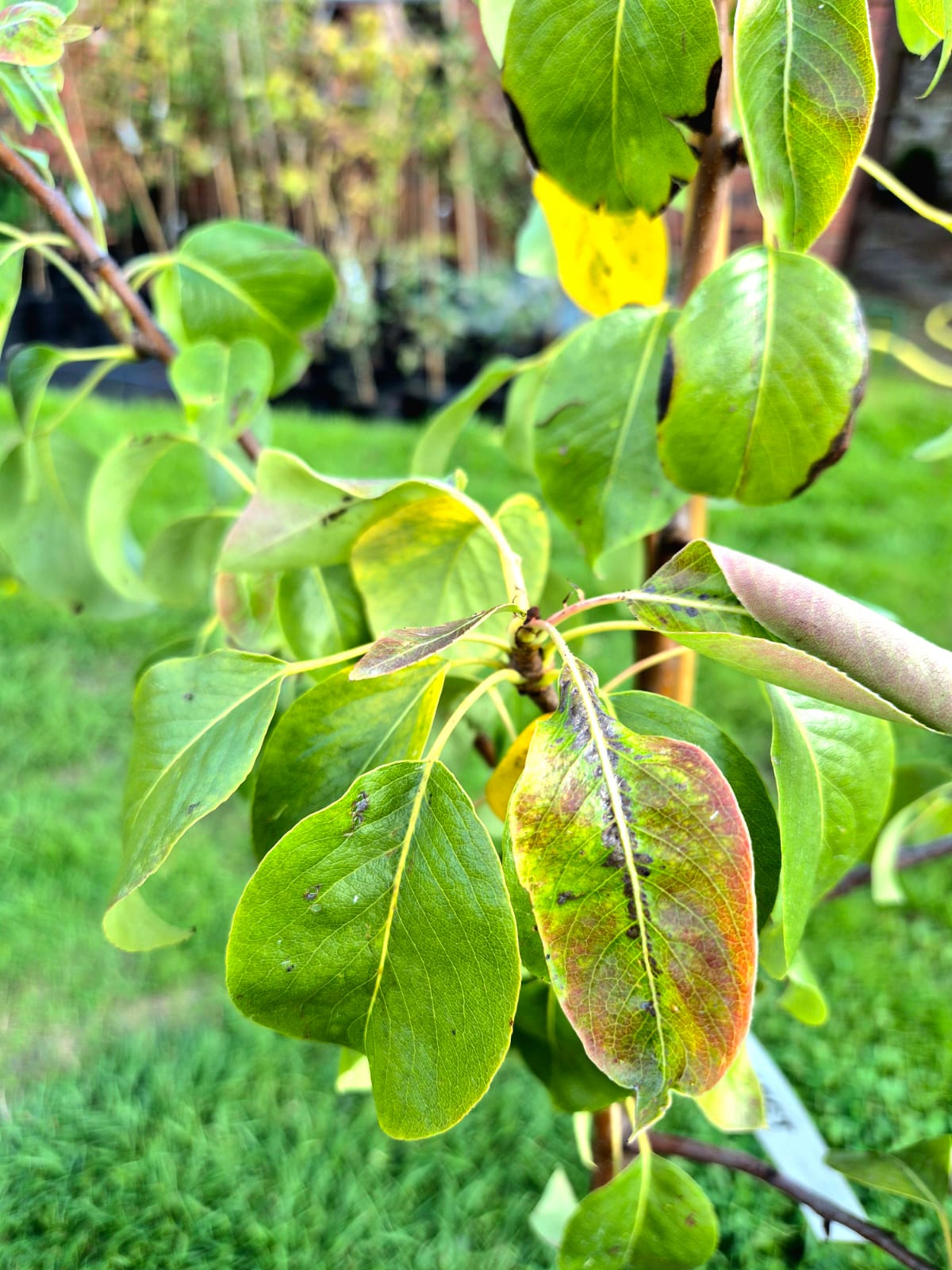 Pear ‘Conference’ Tree ~ Quince Eline Rootstock
