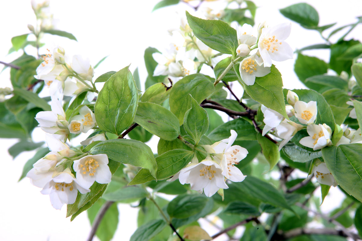 Philadelphus Shrub