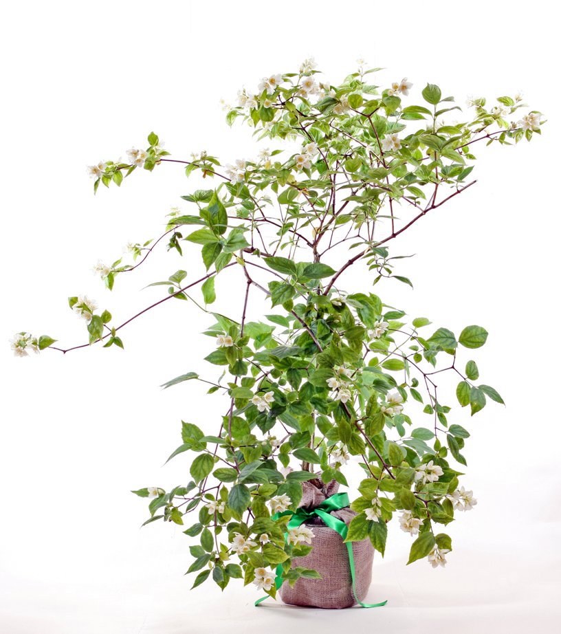 Philadelphus Shrub