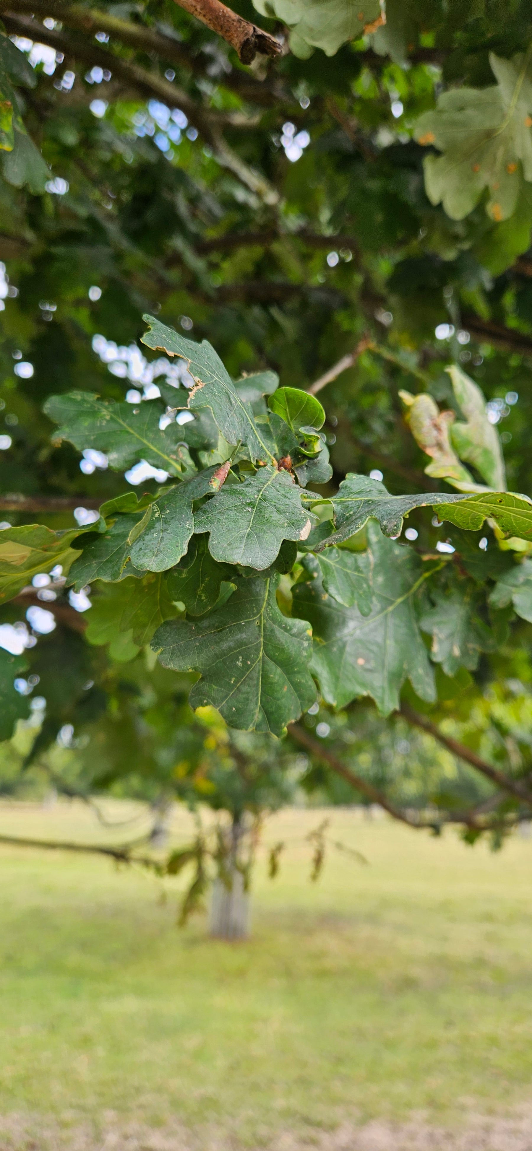 Pin Oak