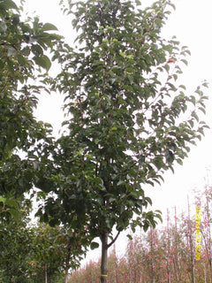 Ornamental Calleryana Pear
