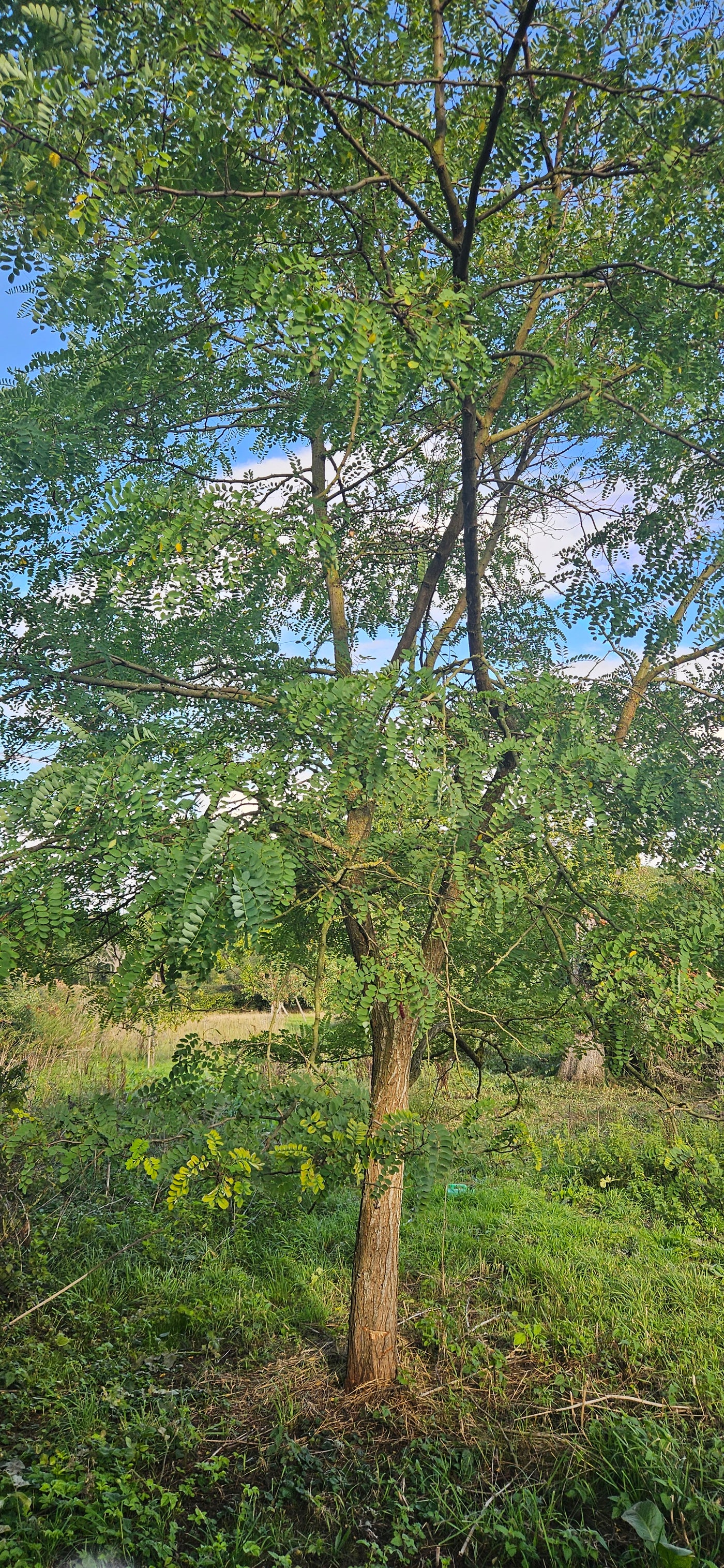 Robinia