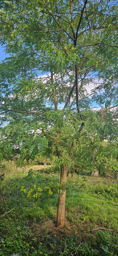Robinia