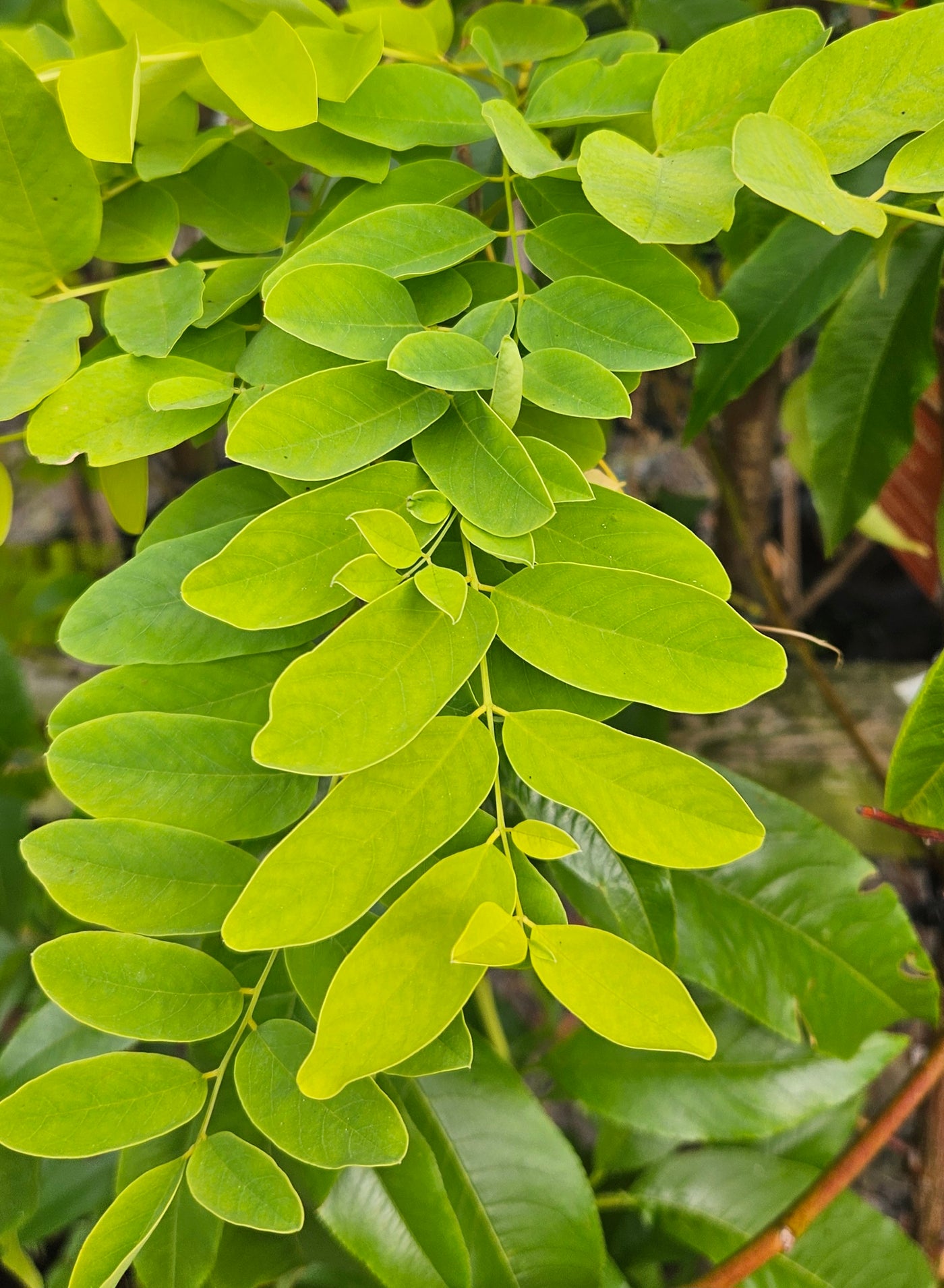 Robinia